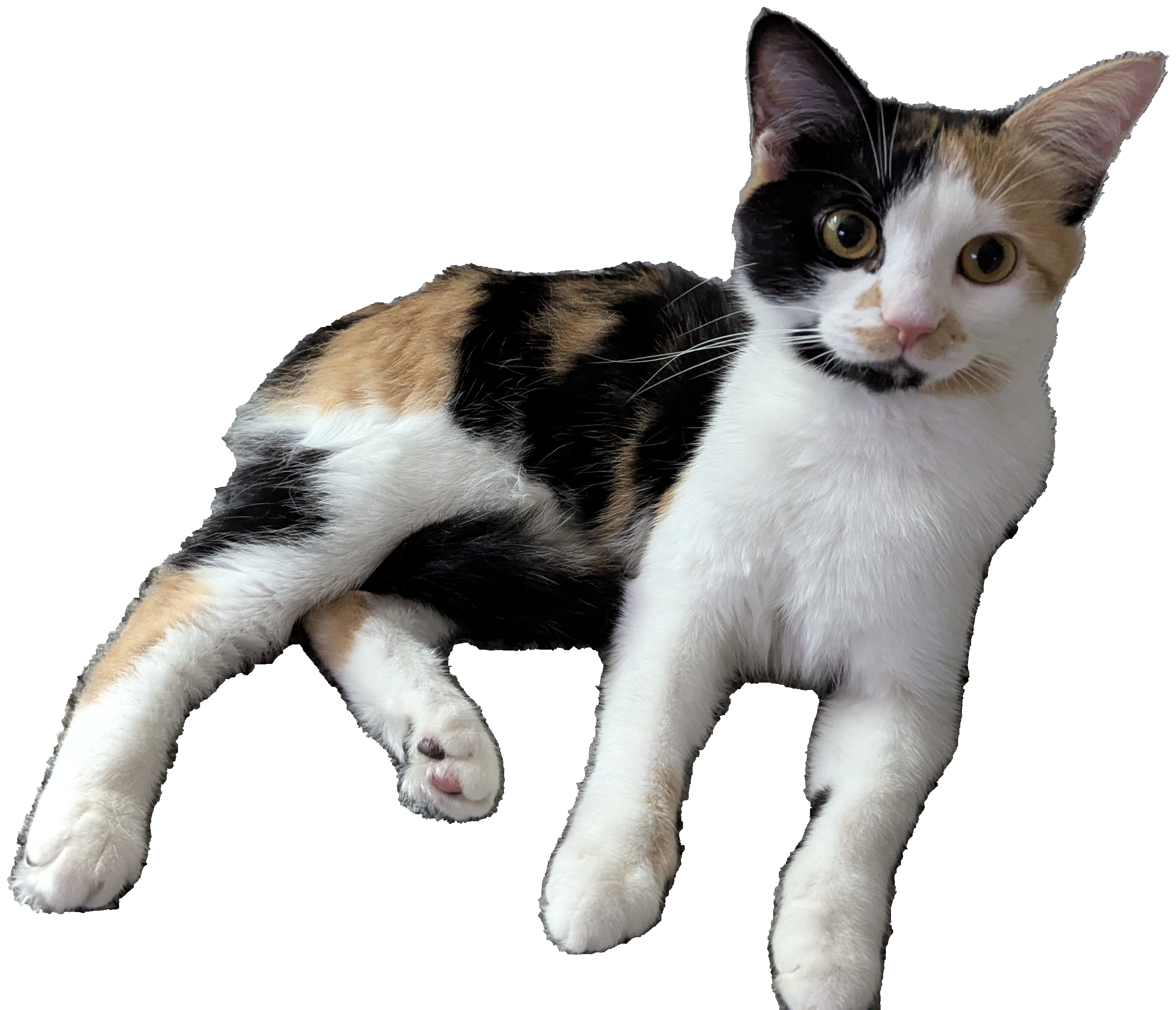 Dax the Calico — Purrfect Stencils mascot